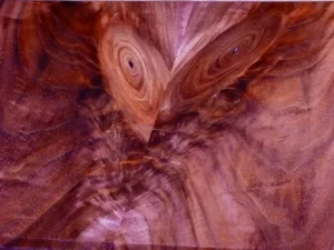 Close-up of bookmatched crotch walnut showing branching grain from a former limb