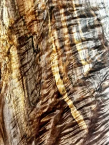 Close up of figured maple board with dramatic curls and puffy quilts.