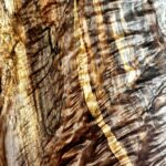 Close up of figured maple board with dramatic curls and puffy quilts.